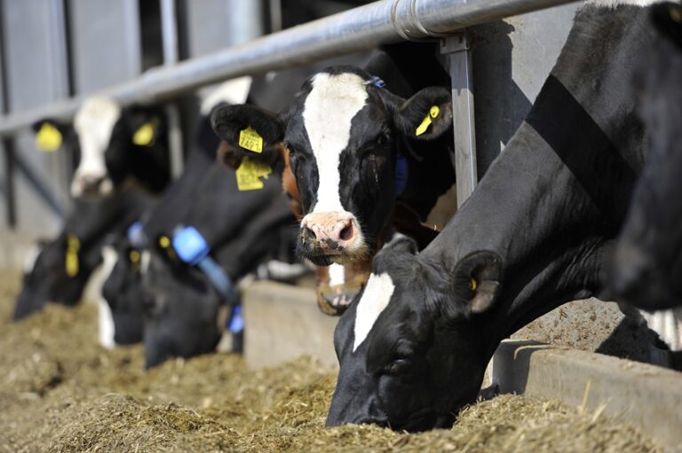 Dairy cows at the feed barrier of a cubicle house.