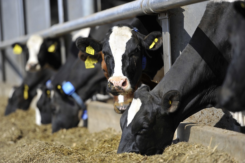 Dairy cows at the feed barrier of a cubicle house. Dairy cows at the feed barrier of a cubicle house.