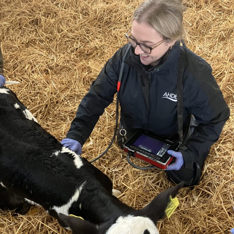 Farm Liaison Officer, Sarah Taylor checking over a cow