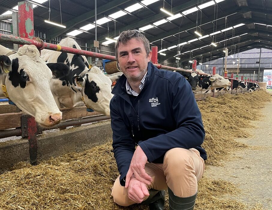 Steven Morrison Steven Morrison next to cows feeding