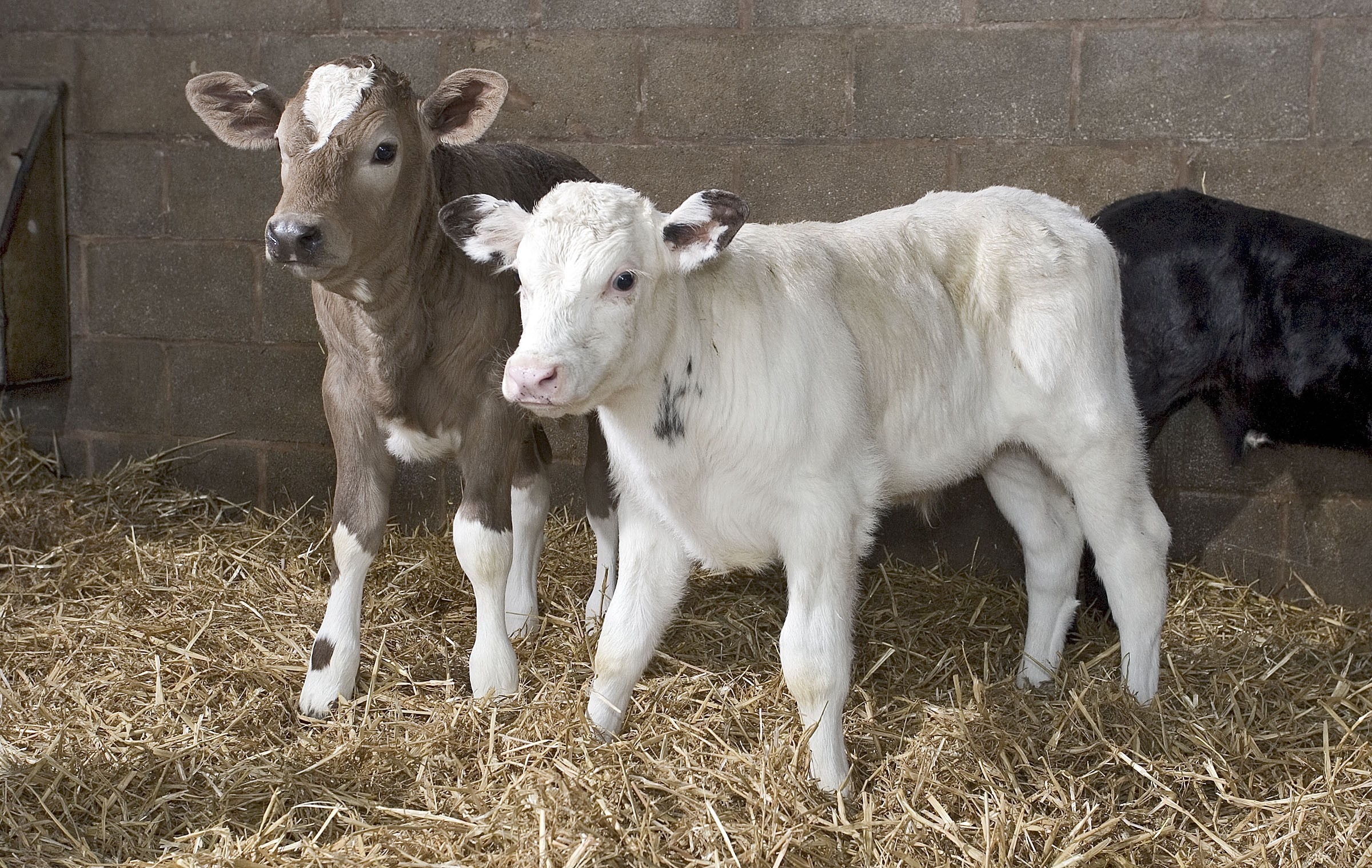 Two calves stood indoors on straw